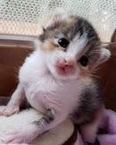 テト ちゃん り.jpg