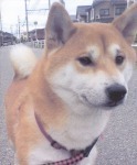 s_IMG_mametakunn.jpg