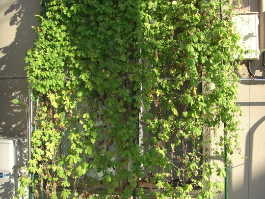 CIMG5022.JPG
