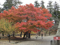 aizu02.jpg